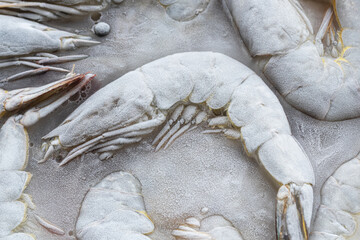 Frozen Raw white shrimp covered in water.