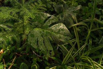 Monstera deliciosa and asparagus fern leaves in greenhouse for concepts of tropical greenery,...
