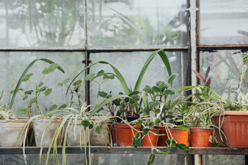 Various potted plants in vintage greenhouse for concepts of gardening and sustainable living