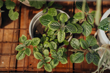 Plectranthus verticillatus (swedish ivy) in pot for concepts of herbal decor and homely greenery