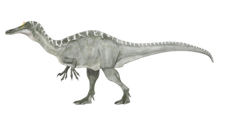 イベロスピナス　スピノサウルス科に属する魚食中心の肉食恐竜。イラストは近縁とされるスピノサウルスとバリオニクスの両方の印象をあわせて描いた。属名『イベリアの棘』はスピノサウルスの尾椎の高い神経棘に因んでいる。