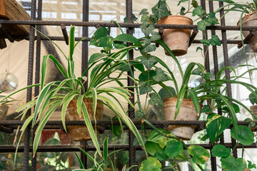 Bright spider plants and ivy in terracotta pots on wall grid – concept: interior styling with...