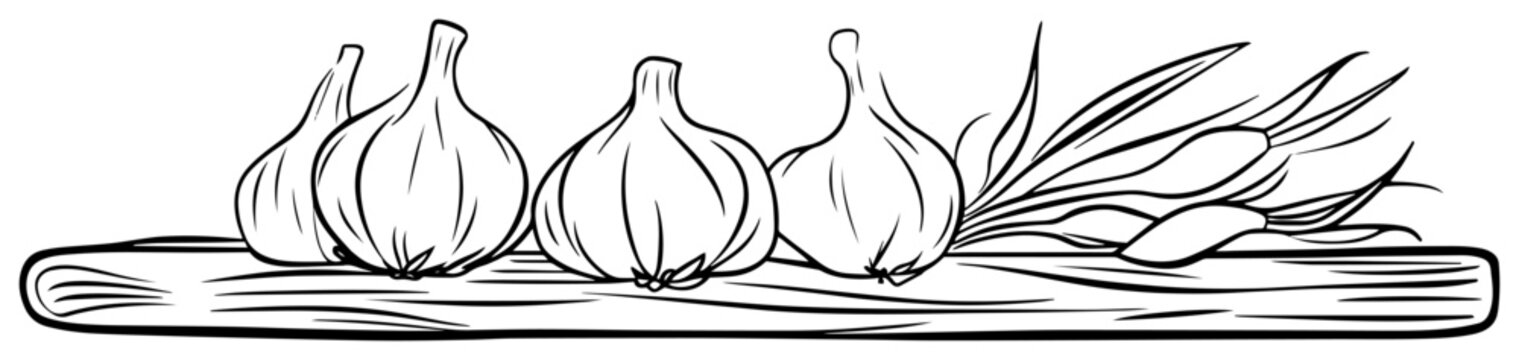 garlic bulbs and herbs on wooden board clip art preview