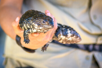 Shingleback Lizards (Tiliqua rugosa) being held by human hand