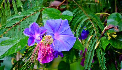 close up view of beautiful blue morning glory flowers in the garden