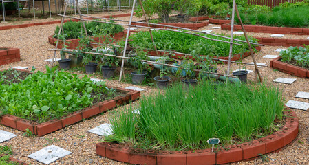 Organic Vegetable Garden with Herb and Green Beds