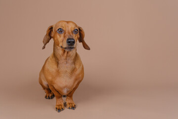 Brown dachshund dog portrait on beige background suitable for pet care advertising and veterinary...