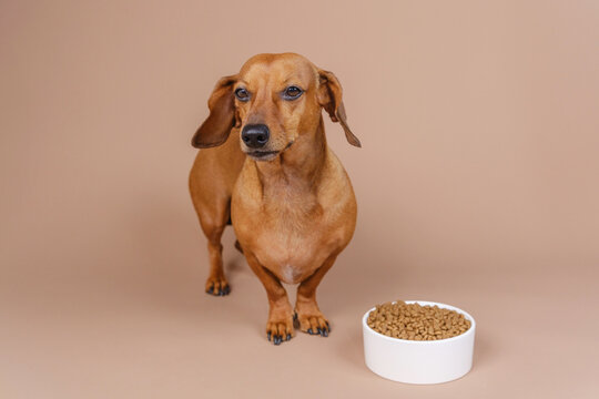 Dachshund looking up with suspicion beside food bowl on beige background ideal for picky eaters or health awareness pet visuals