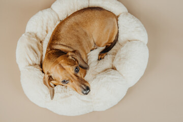 Dachshund curled up and looking up from soft pet bed for comfort, coziness or pet care concept