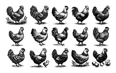 chicken and rooster farm animal set sketch vector