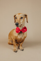 Elegant dachshund in red bow tie posing upright for stylish, portrait or celebration concept in pet fashion