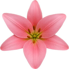 Fototapeta premium Lilies picked from the garden