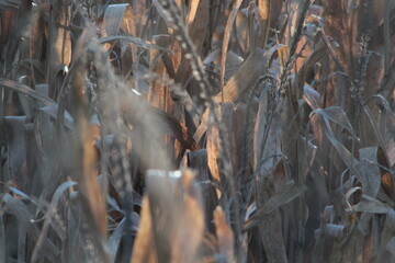 Corn Field