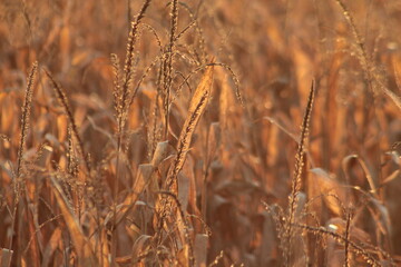 Corn Field