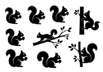 Obraz premium Vector silhouette of collection of black squirrel silhouettes in various poses isolated on white background