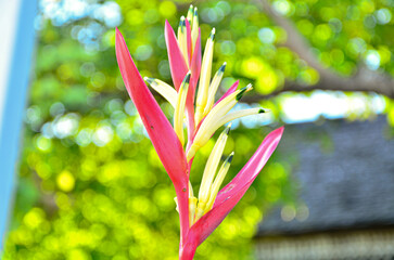 Bird of paradise flower