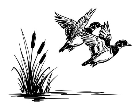two flying ducks over marsh reeds hunting vector