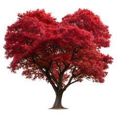 Vibrant red maple tree with autumn foliage isolated on transparent background