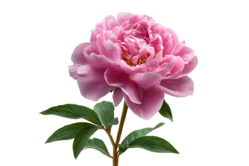 Close up of a delicate pink peony flower with water droplets on its petals and green leaves isolated on transparent background
