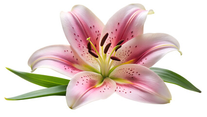 Obraz premium A pink stargazer lily isolated on transparent background is in full bloom