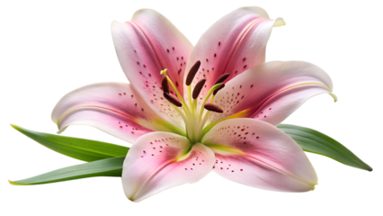 A pink stargazer lily isolated on transparent background is in full bloom