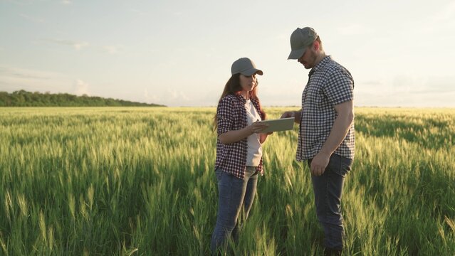 farmers shake hands on field with wheat, teamwork in agriculture, business for production of grain products, meeting of agronomists plantations land, looking into tablet while standing soil with rye.