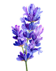 Watercolor lavender flower. Botanical illustration isolated on transparent background with summer violet, blue flowers for wedding invitations, greeting cards