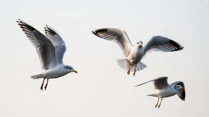 Obraz premium Three Seagulls in Flight White Background Birds Soaring Wildlife Photography