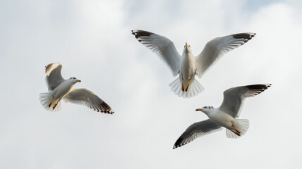 Fototapeta premium Three Seagulls in Flight Cloudy Sky Birds Nature Wildlife