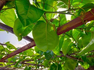 Close up vibrant green climbing plant foliage, passion fruit, viewed from a low-angle perspective...