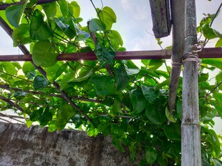 A dense canopy of vibrant green climbing plant leaves, passion fruit vine, eye level angle. The...