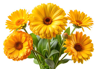 Fototapeta premium Beautiful calendula flowers isolated on transparent background