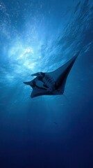 A manta ray swims gracefully through the deep blue ocean water towards the surface of the sea water