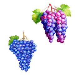 Fototapeta premium Fresh ripe red grapes with bright green leaves on the vine, isolated on a white background