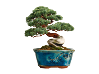 Elegant bonsai tree in blue ceramic pot isolated on black background, Isolated On White, Png, Transparent Background