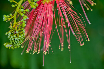 close up view of beautiful peacock flowers in the garden