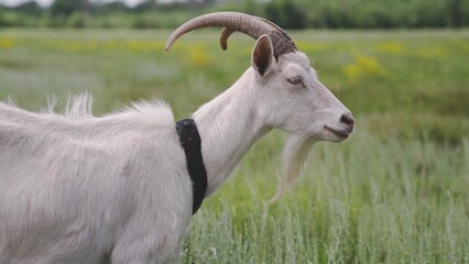Milk white goat chews green grass in the field, full udder with milk, food for little kids, livestock raising on the farm, farming, walking pets on the ranch, healthy goat concept.