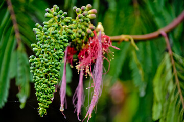 close up view of beautiful peacock flowers in the garden