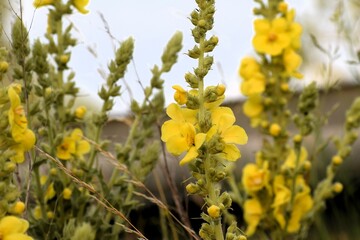 Fototapeta premium beautiful flowers in the forest