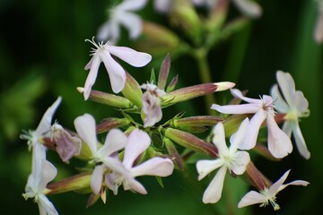 beautiful botanical shot, natural wallpaper