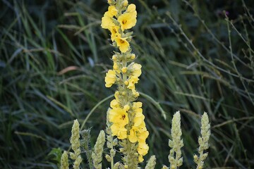 close up view of blooming flowers