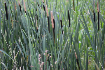 Fototapeta premium close up of green grass