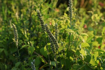 green plants in the garden