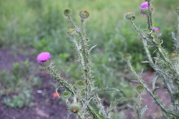 a beautiful shot of a pink and white flowers in a garden © MARIA