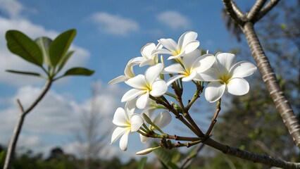 White flowers blooming under a clear blue sky