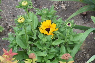 beautiful flowers in the garden © MARIA