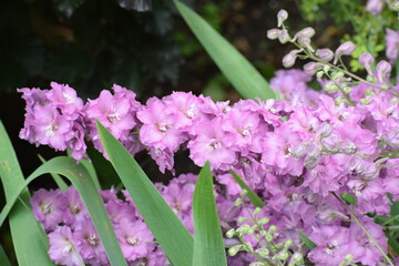 beautiful botanical shot, natural wallpaper © MARIA – Nature
