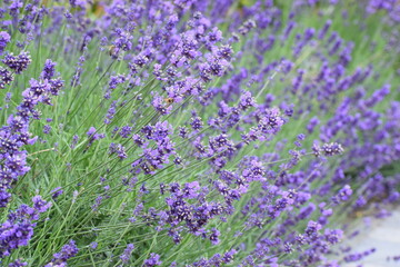 close up of amazing flowers blooming © MARIA