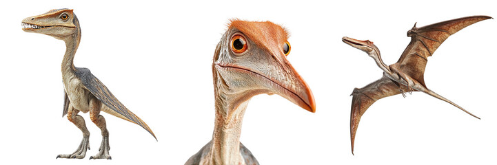 Set of pterodactyls isolated on transparent background PNG