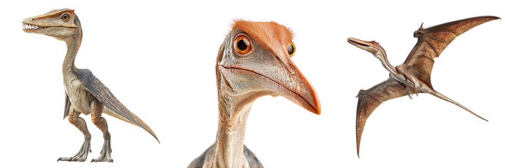 Set of pterodactyls isolated on transparent background PNG